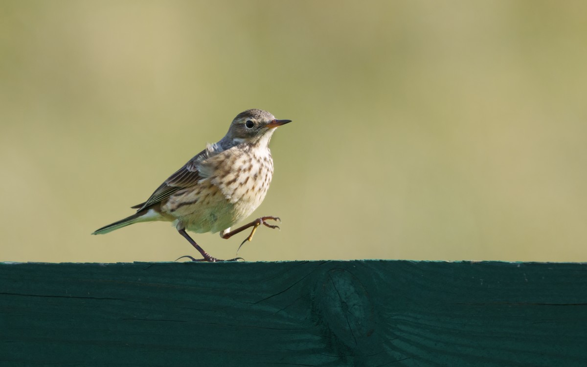 Американский конёк - ML646043450