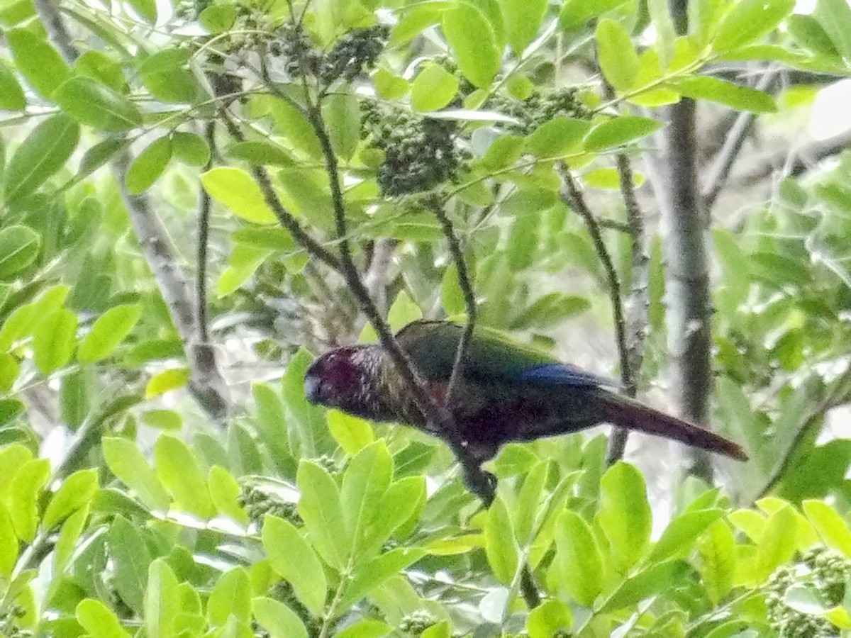 Venezuelan Parakeet - ML646043451