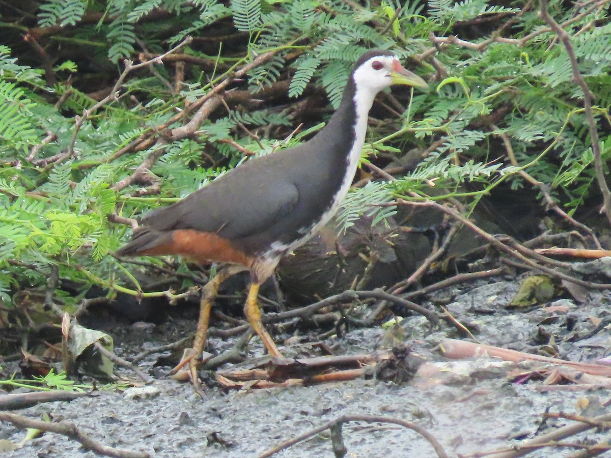 Белогрудый погоныш - ML646043452