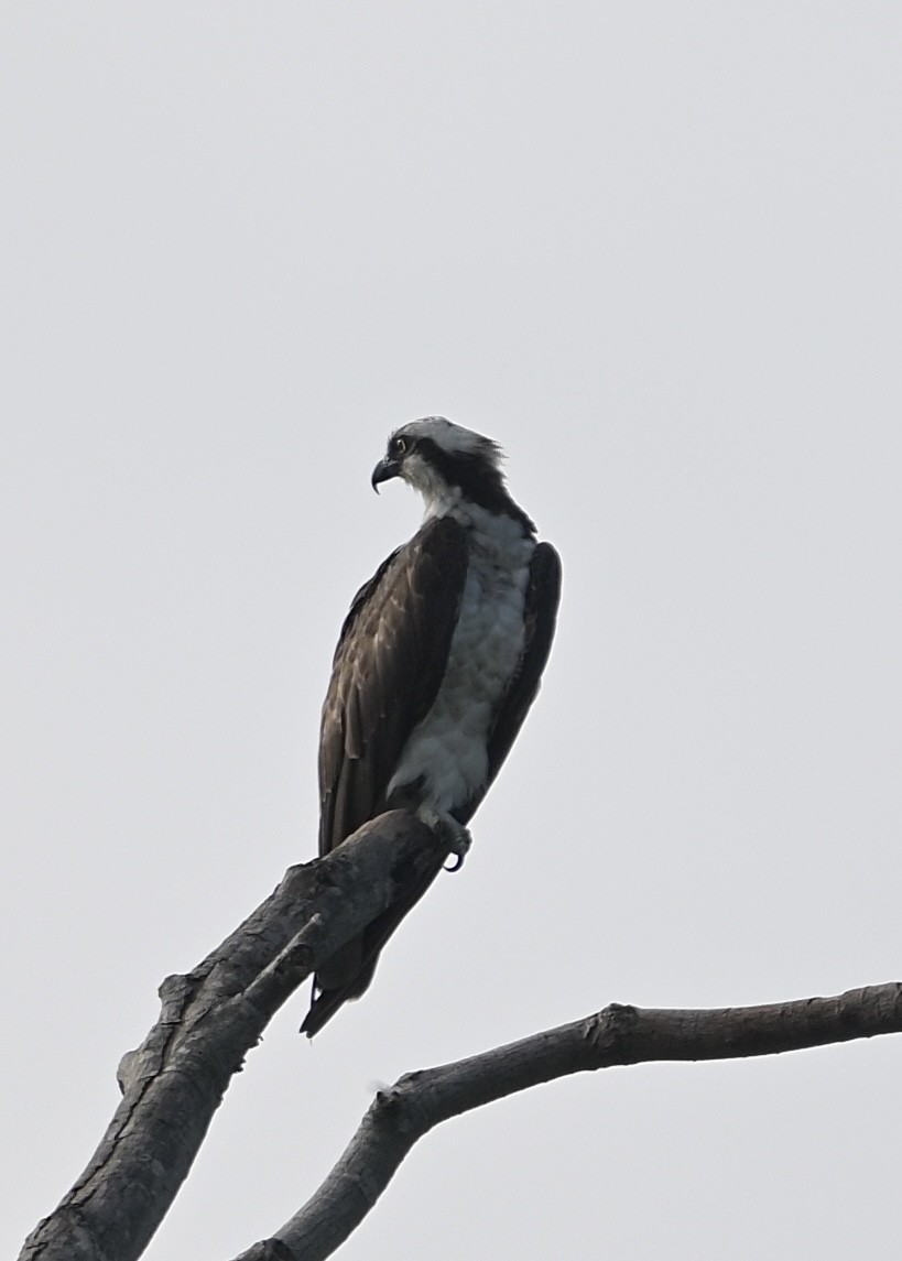 Скопа - ML646043453