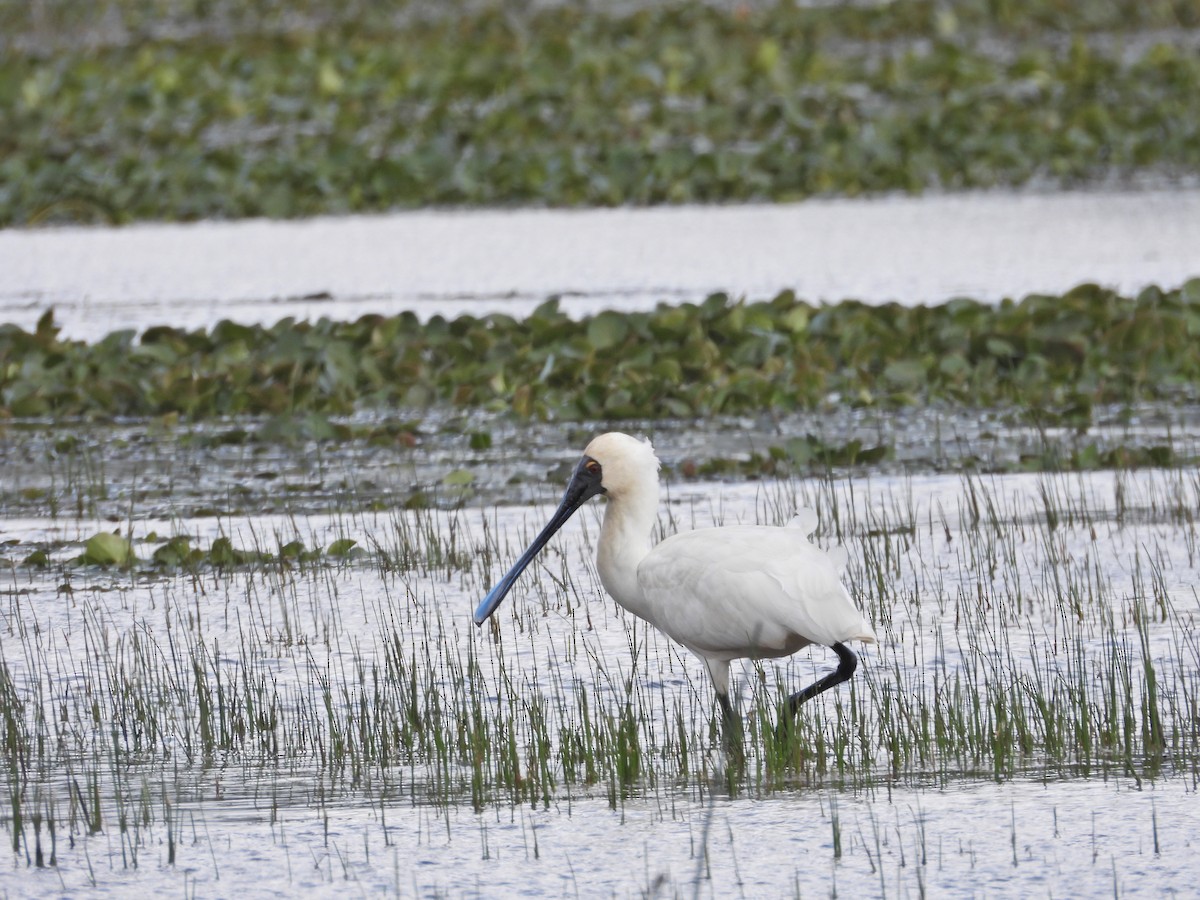 Королевская колпица - ML646043454