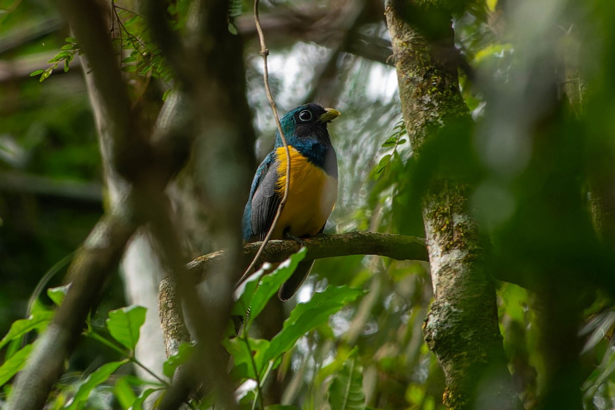 Atlantic Black-throated Trogon - ML646043455