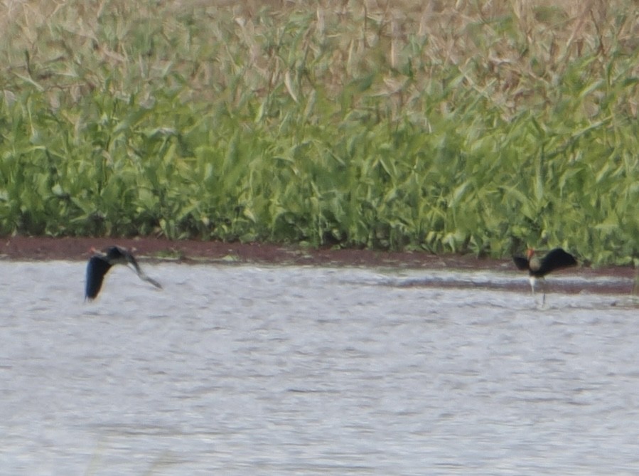 Шлемоносная якана - ML646043456