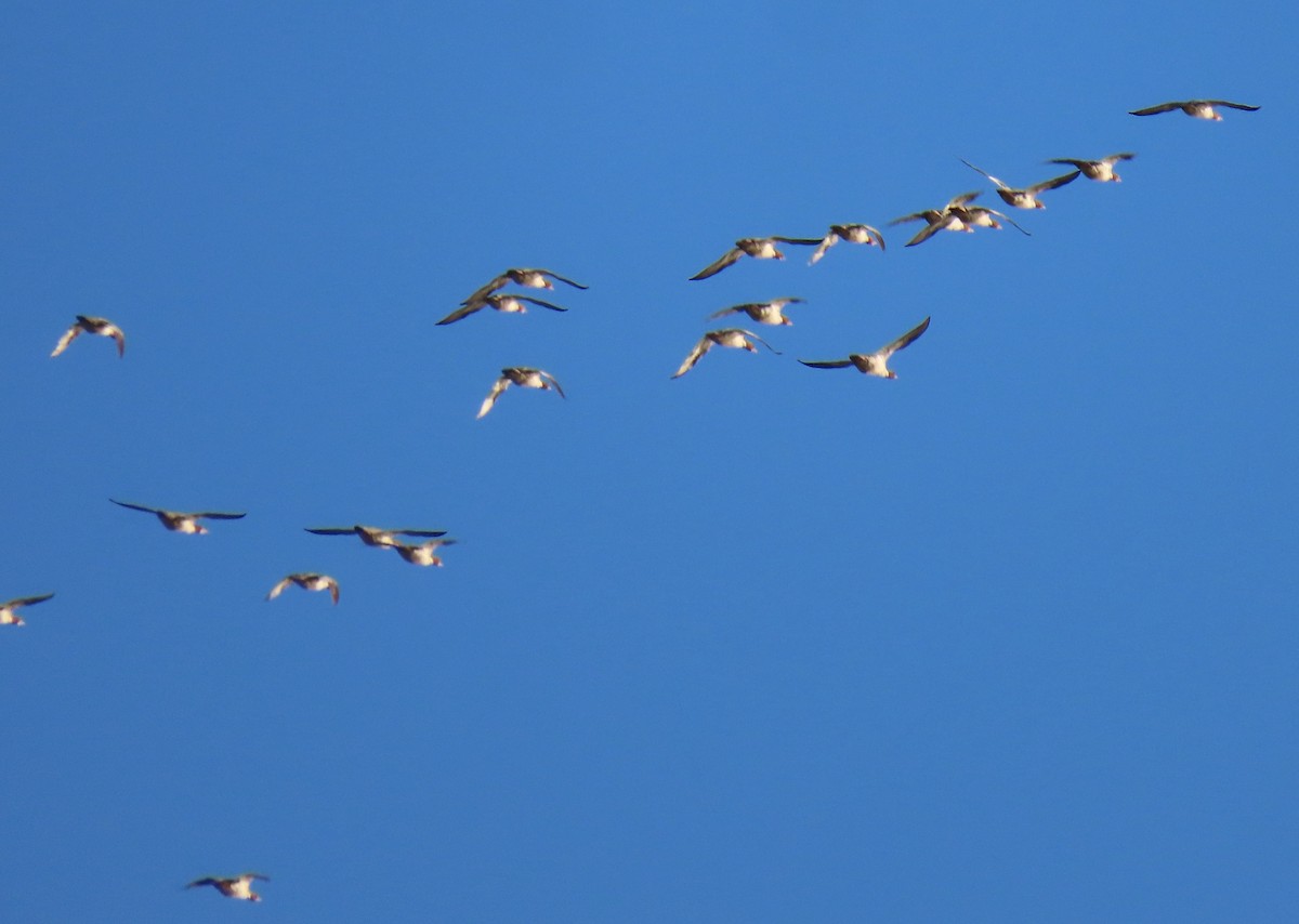 Большой крохаль - ML646043458