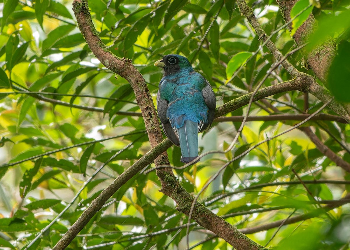 Atlantic Black-throated Trogon - ML646043459