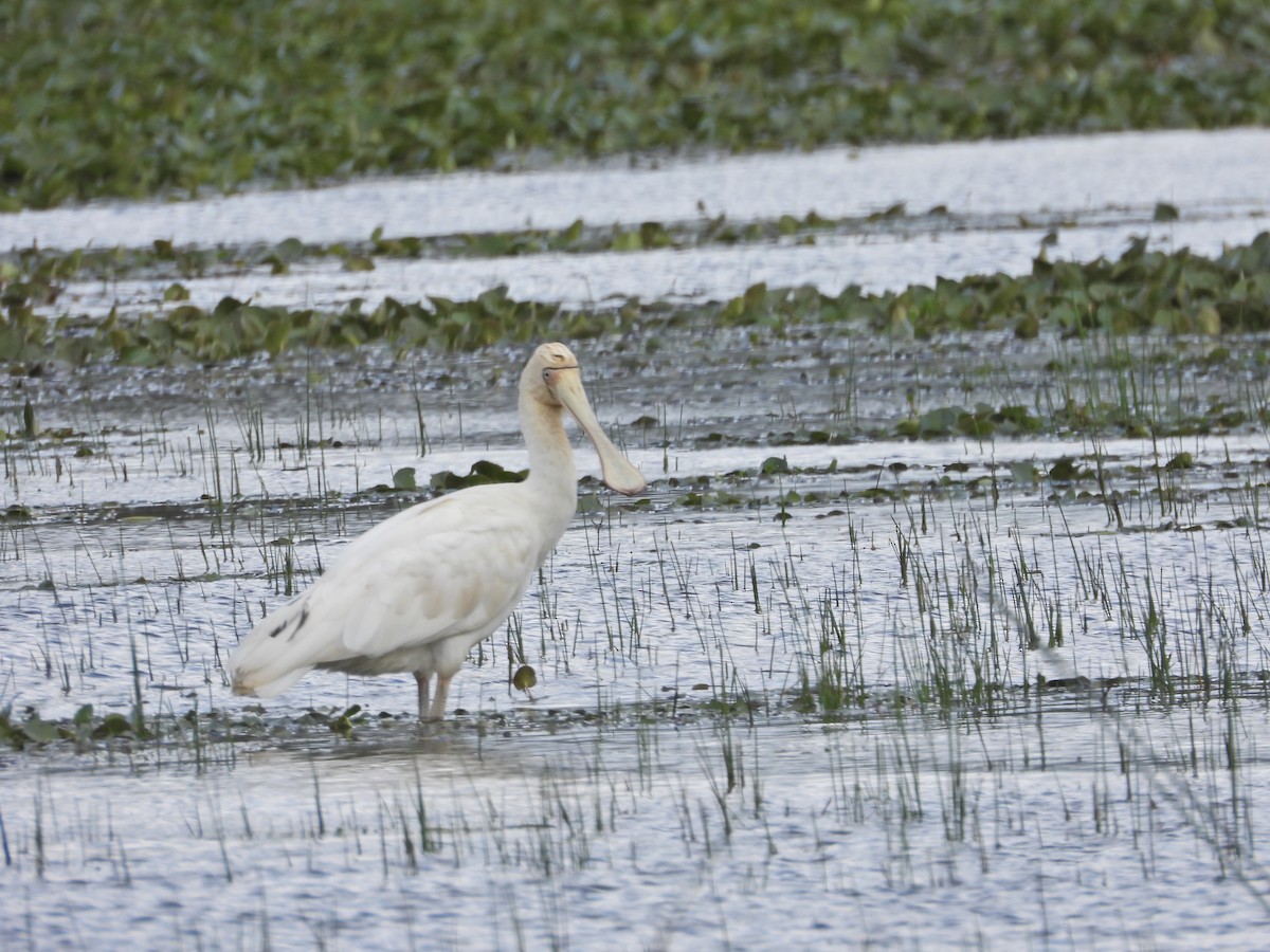 Желтоклювая колпица - ML646043462