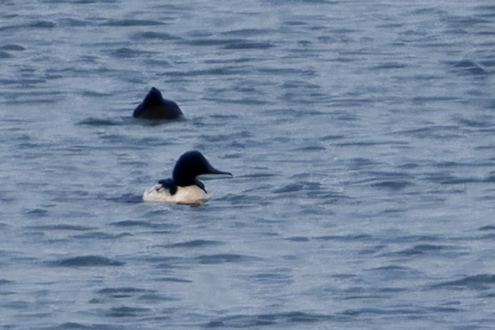 Большой крохаль - ML646043464