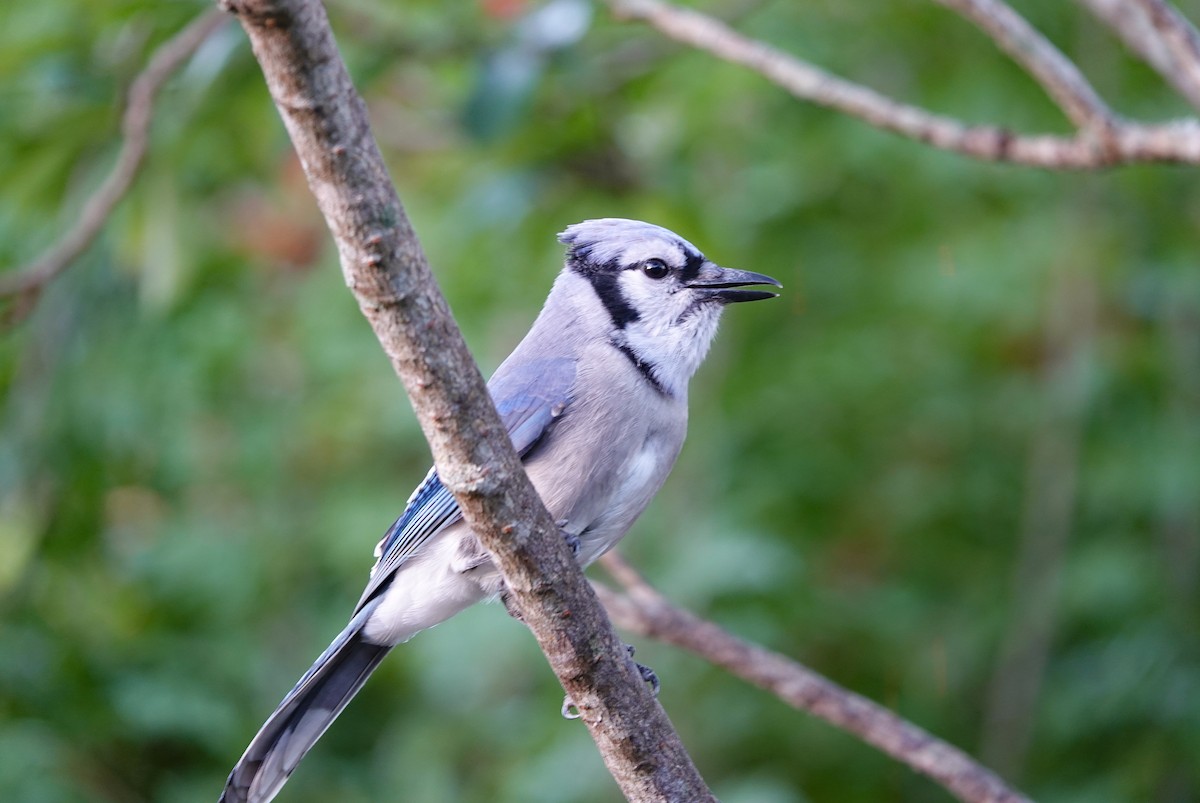 Голубая сойка - ML646043465