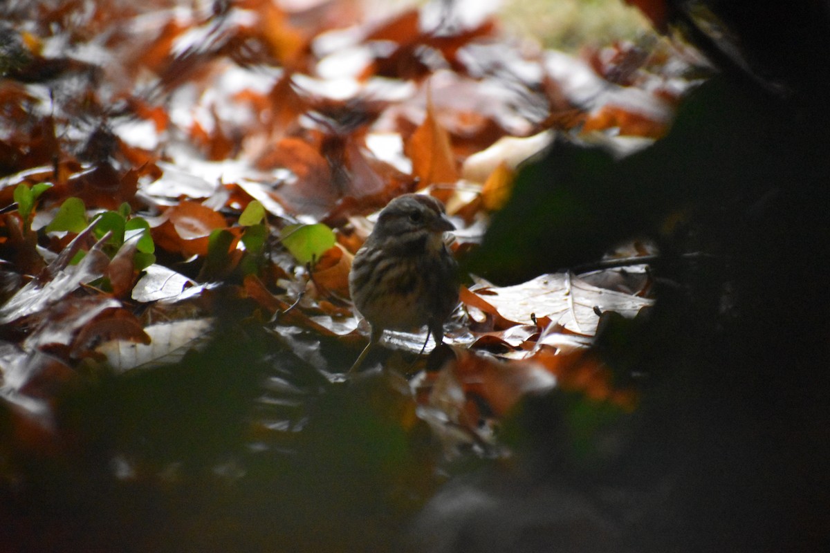 Певчая овсянка - ML646043467