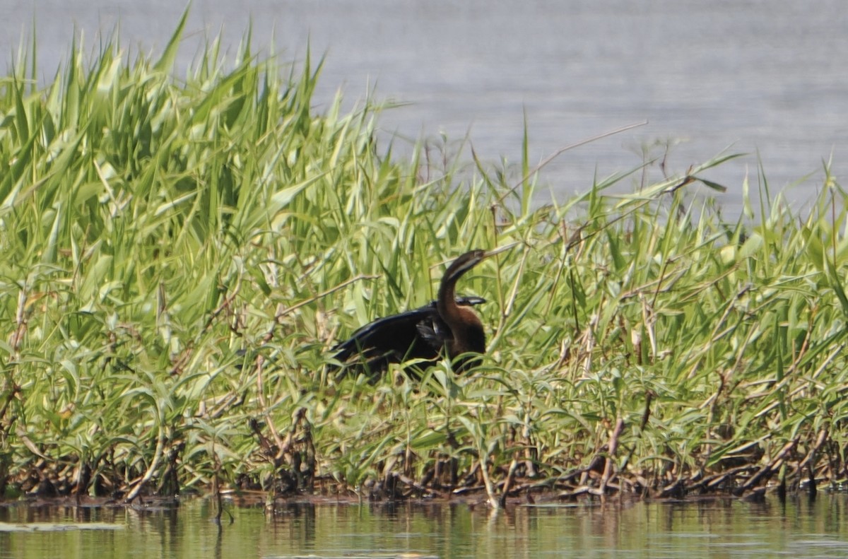 Австралийская змеешейка - ML646043477