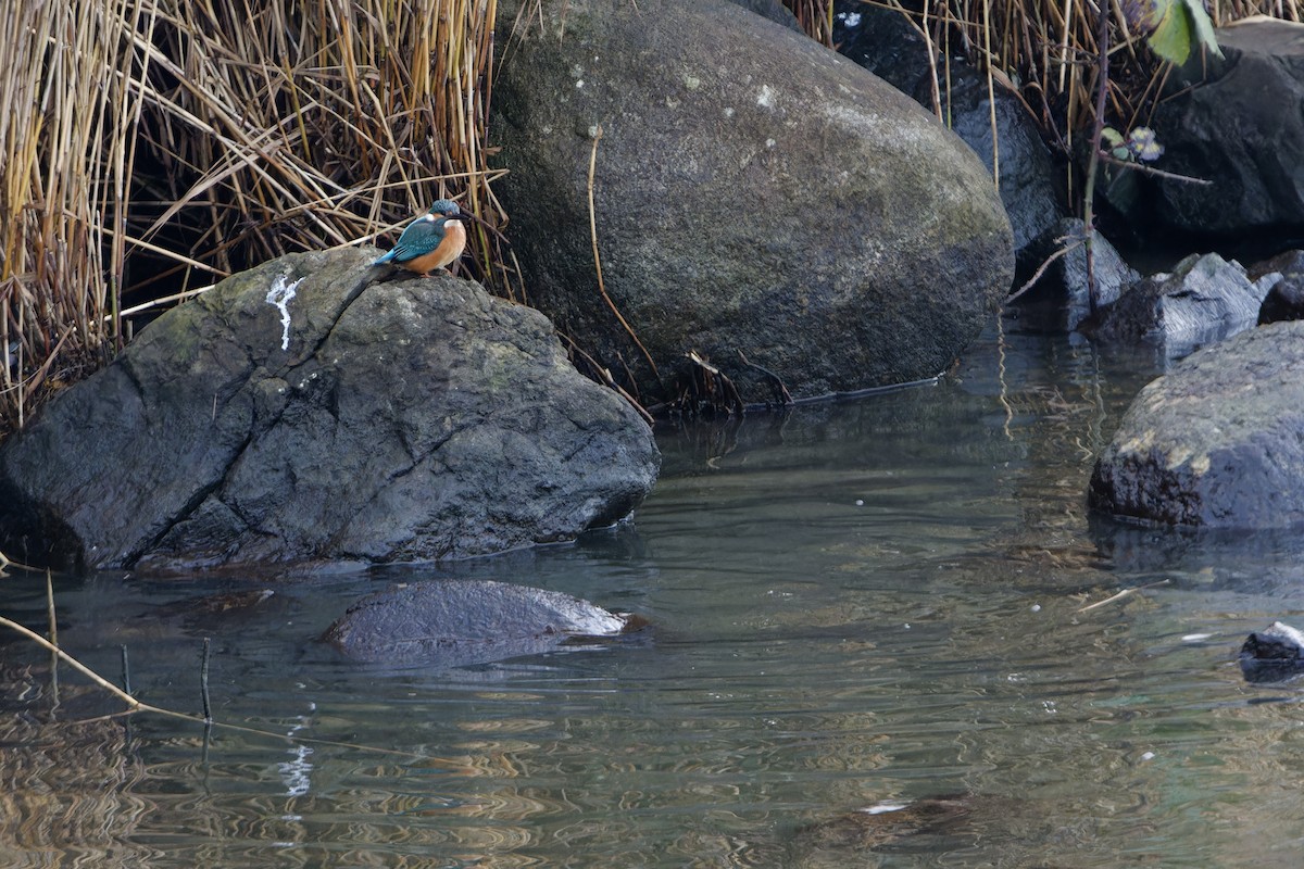 Зимородок - ML646043480