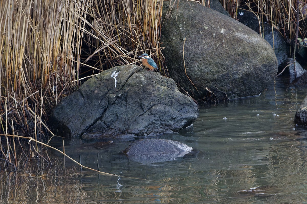 Зимородок - ML646043481