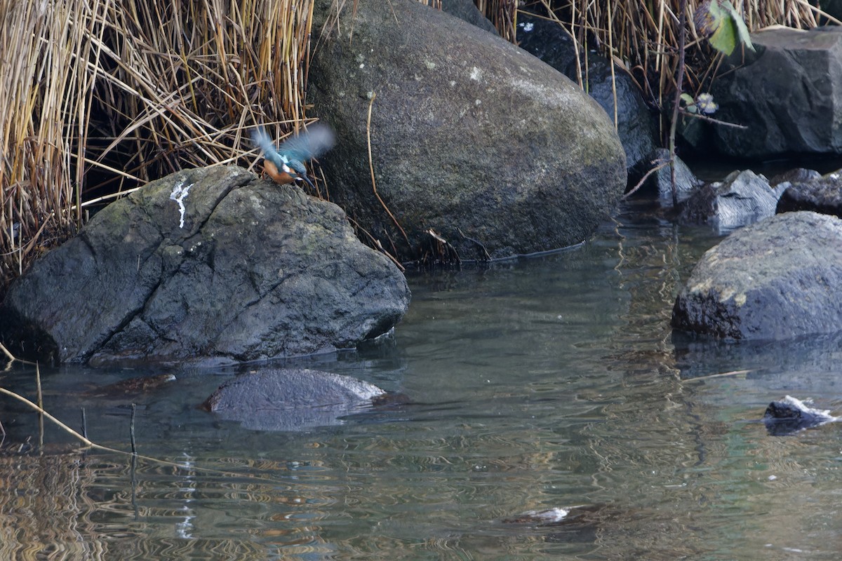 Зимородок - ML646043482