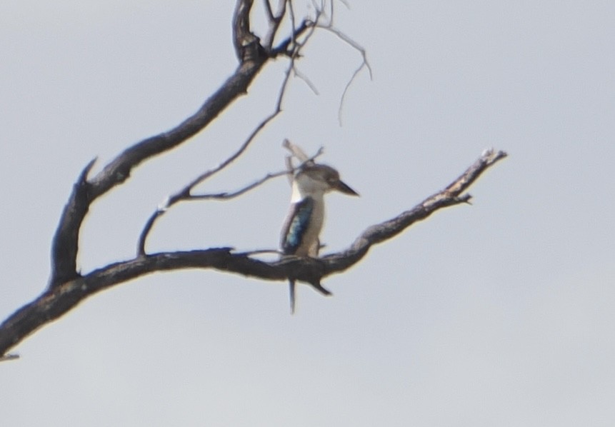 Синекрылая кукабара - ML646043483