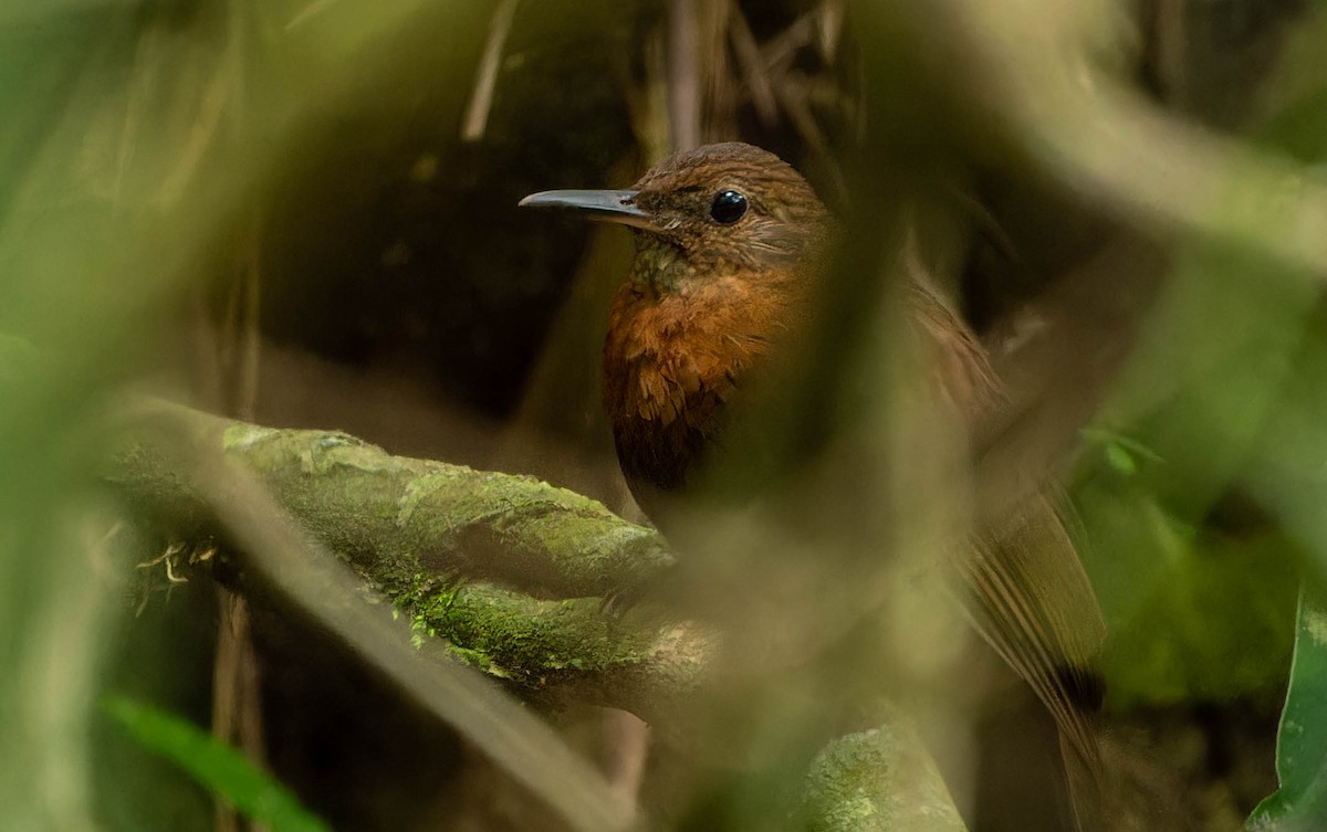 Рыжегрудый тенелюб (scansor) - ML646043484