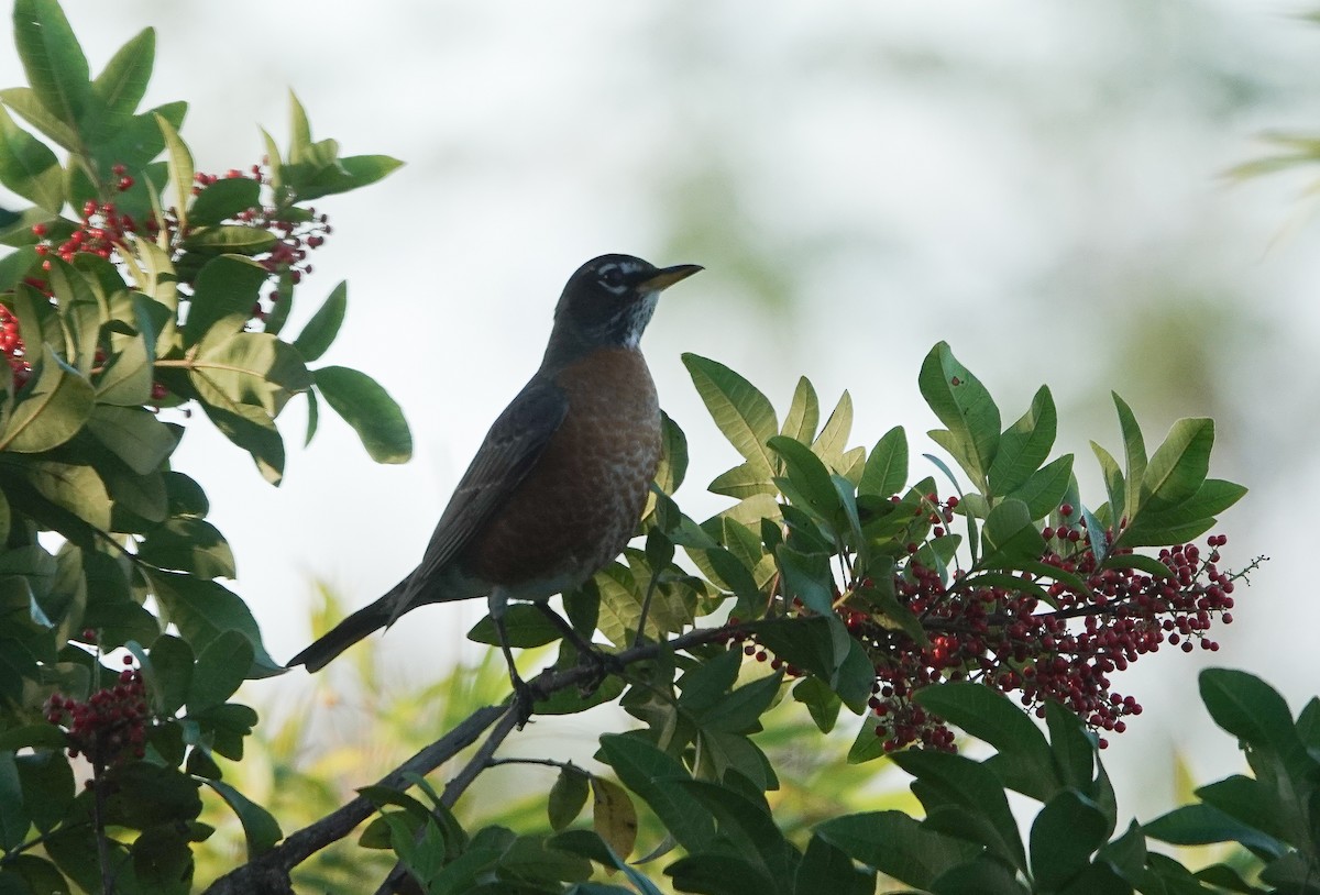 Странствующий дрозд - ML646043485