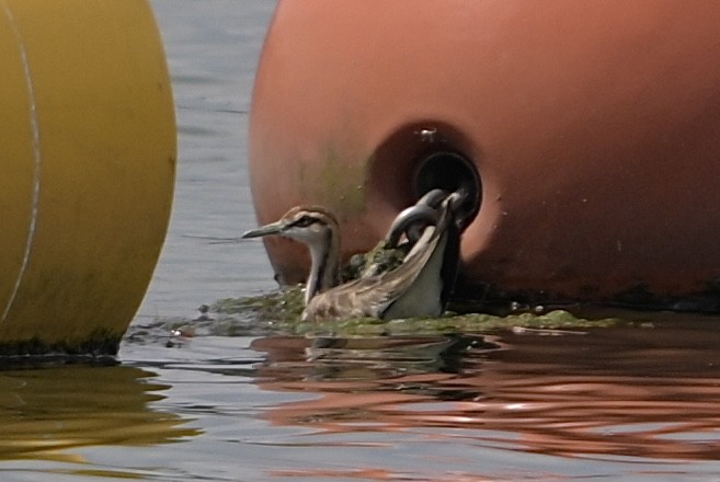 Pheasant-tailed Jacana - ML646043486