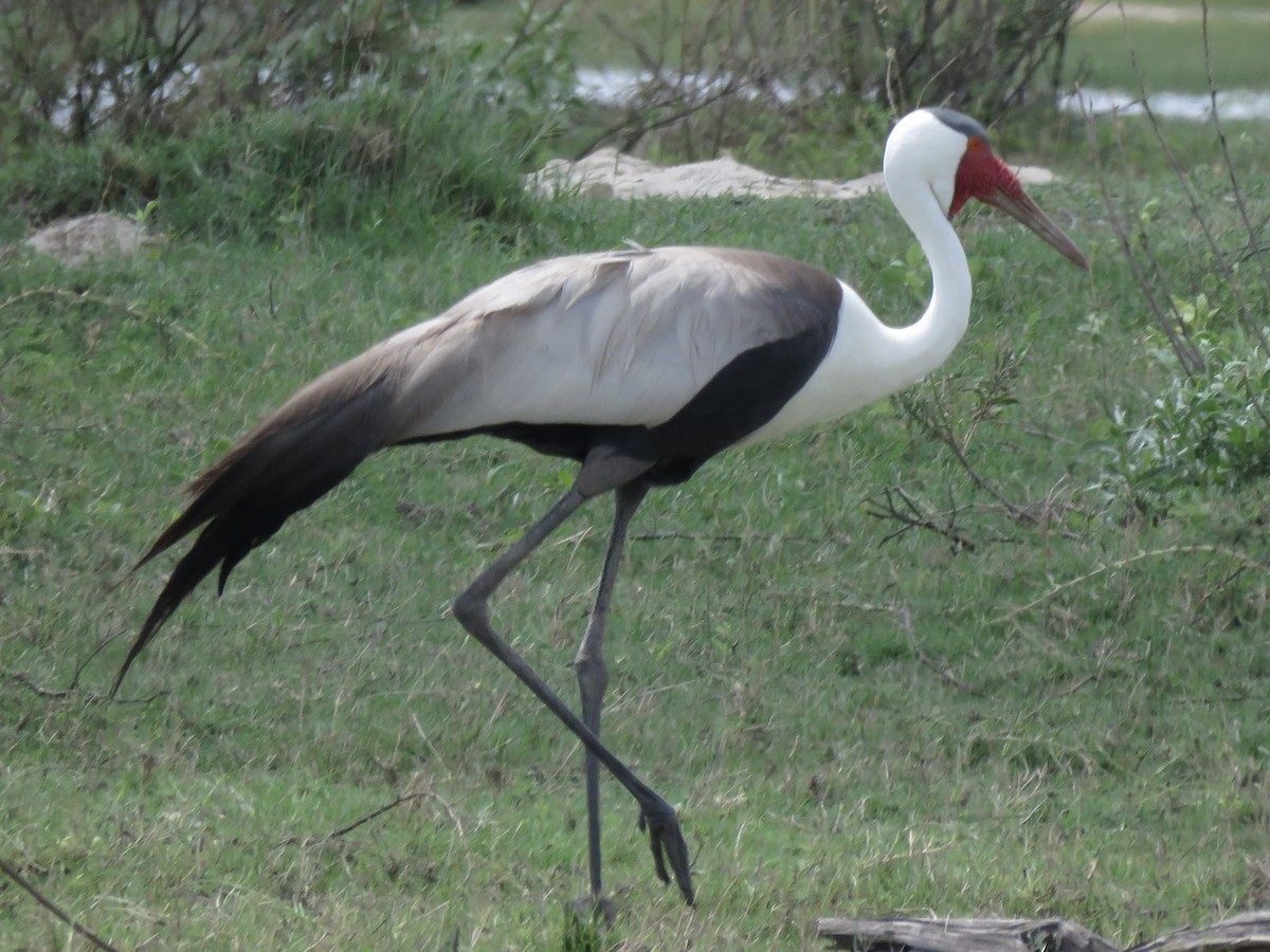 Wattled Crane - ML646043494