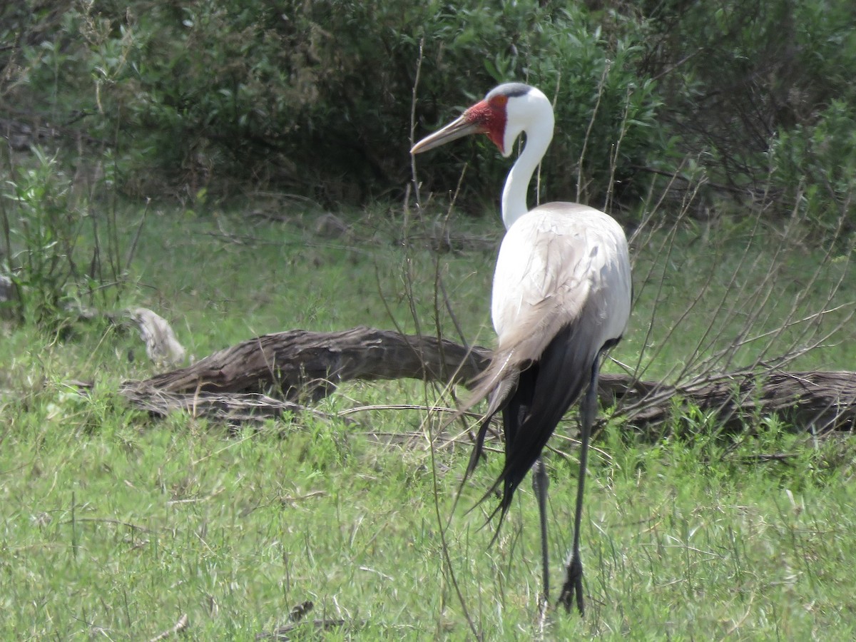 Wattled Crane - ML646043495