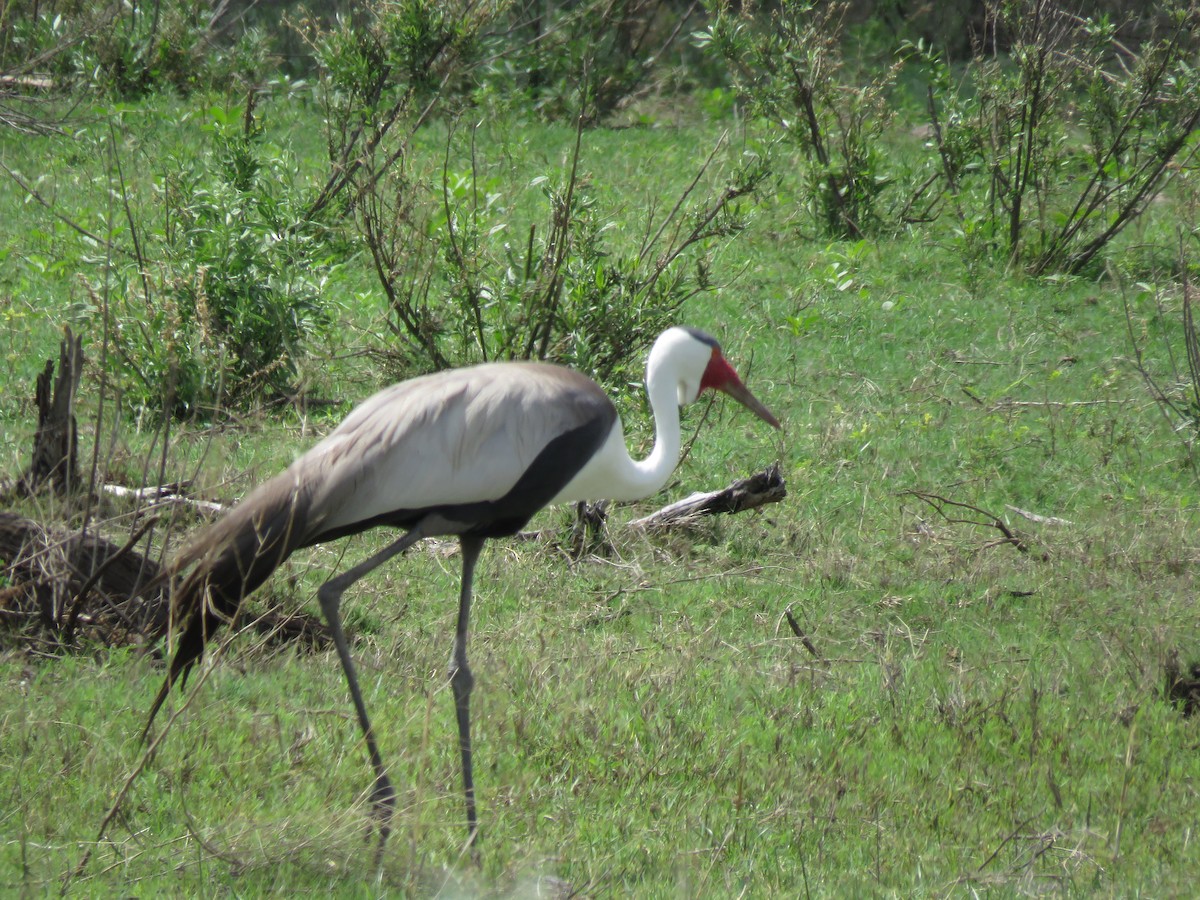 Wattled Crane - ML646043496