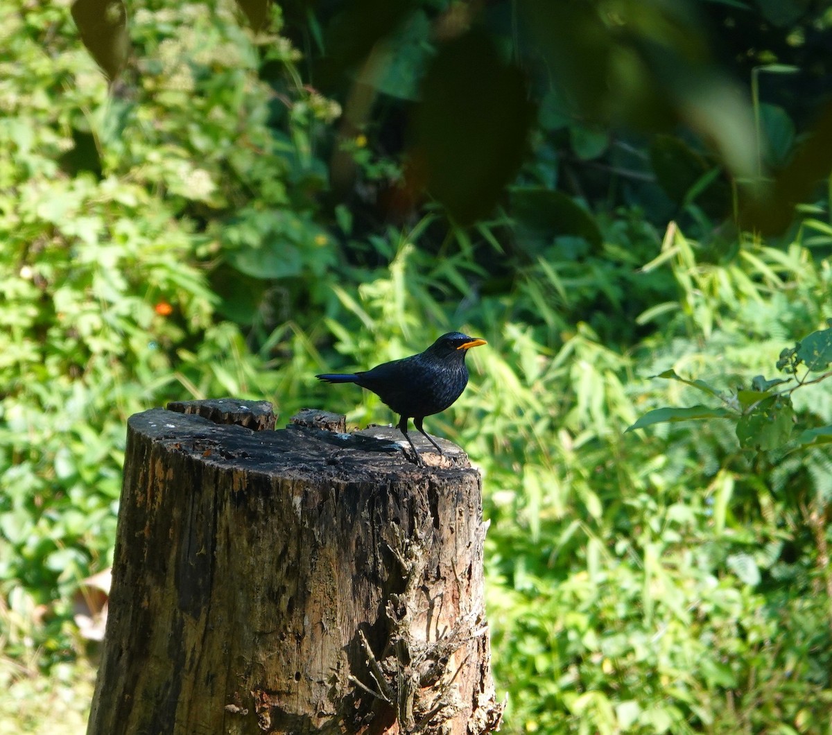 Büyük Islıkçı Bülbülü [flavirostris grubu] - ML646043500