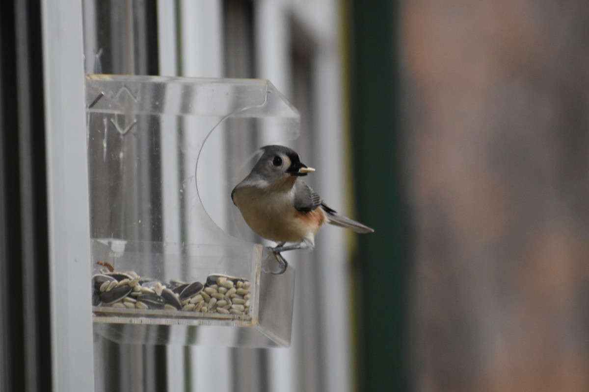 Tufted Titmouse - ML646043508