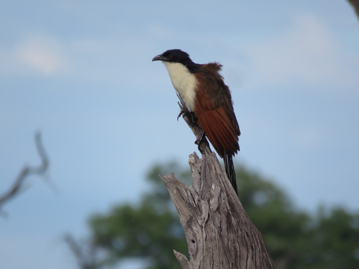 Coppery-tailed Coucal - ML646043509