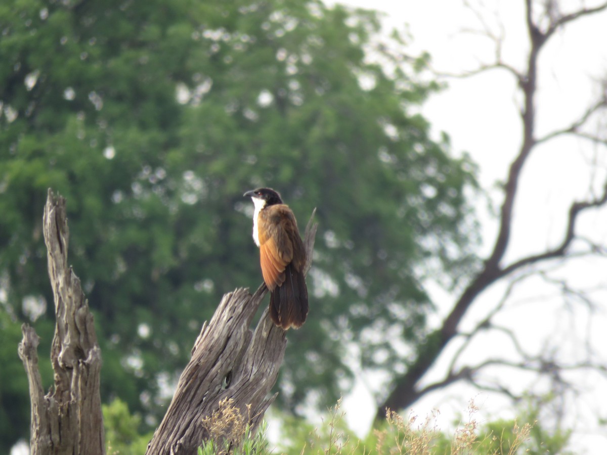 Coppery-tailed Coucal - ML646043510