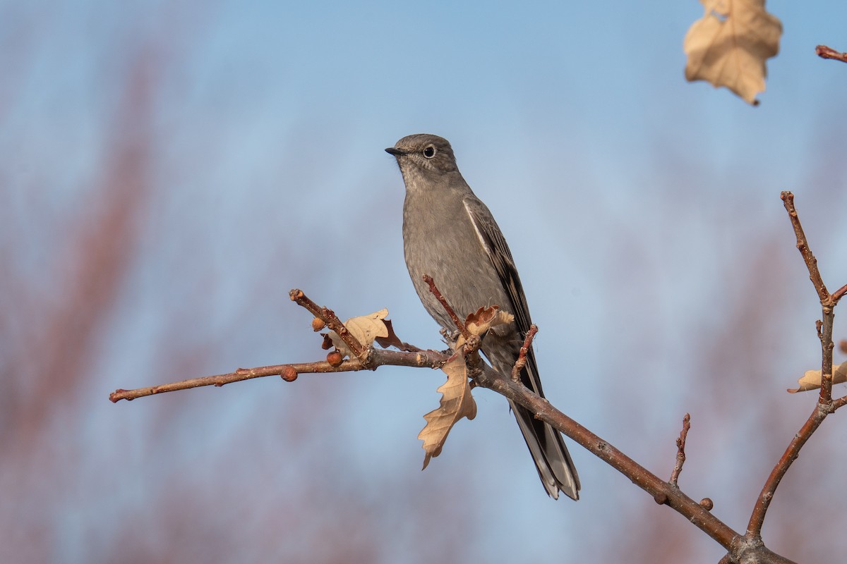 Townsend's Solitaire - ML646043511