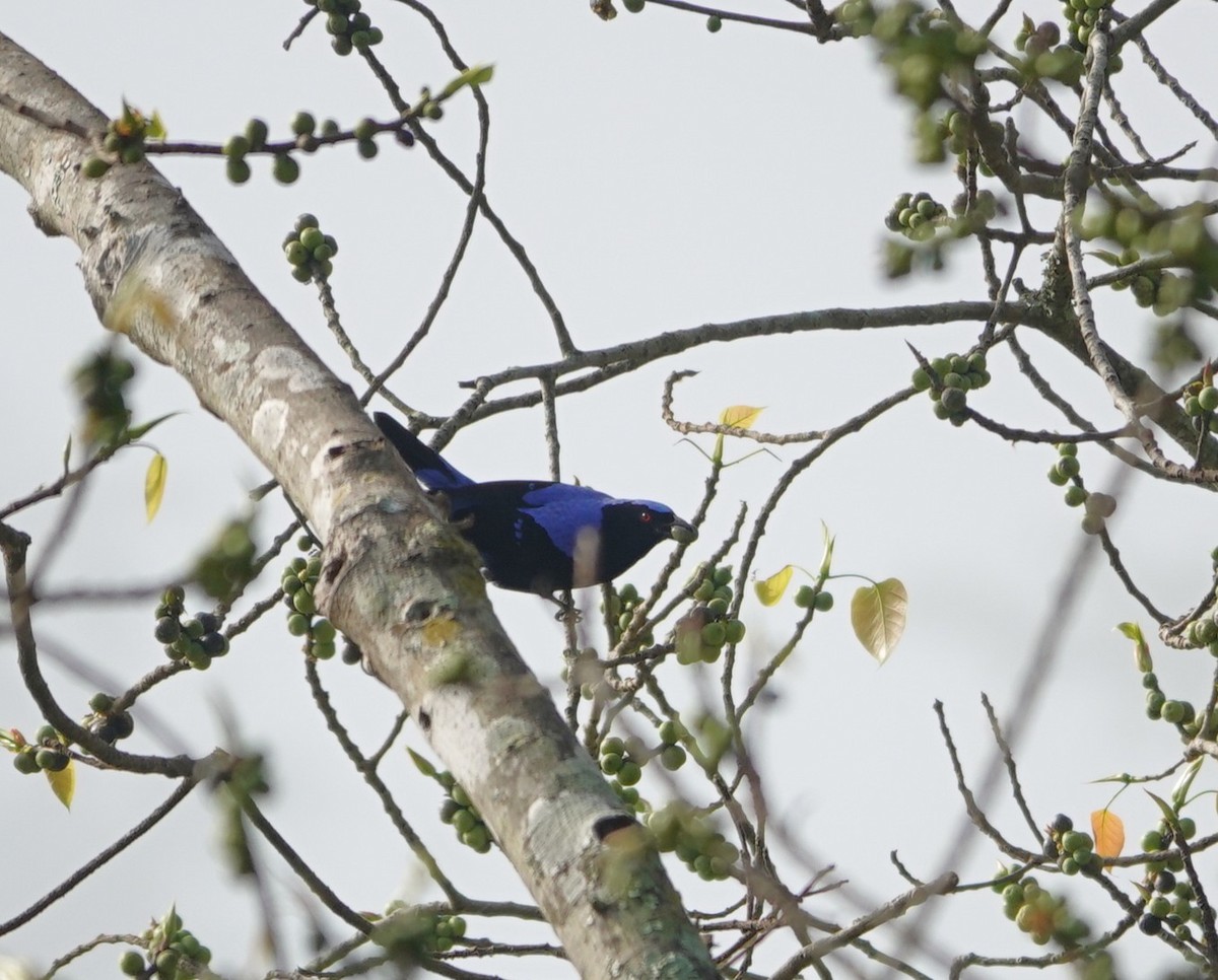 Asian Fairy-bluebird - ML646043520