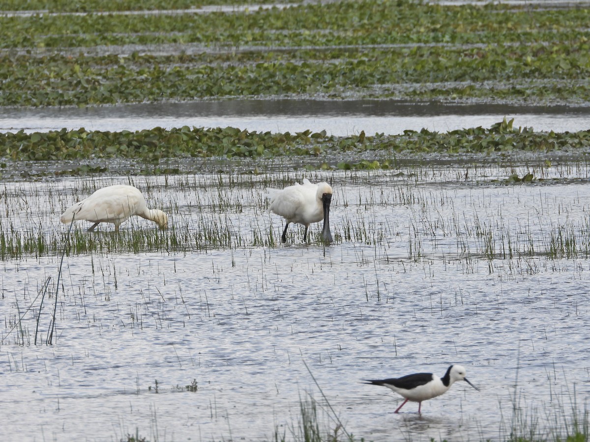 Royal Spoonbill - ML646043521