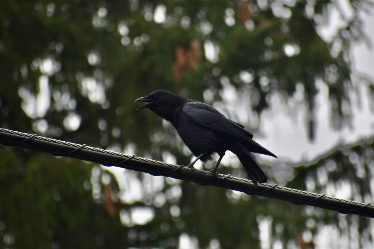 American Crow - ML646043523