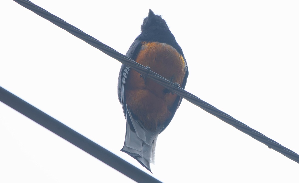 Surucua Trogon - ML646043524