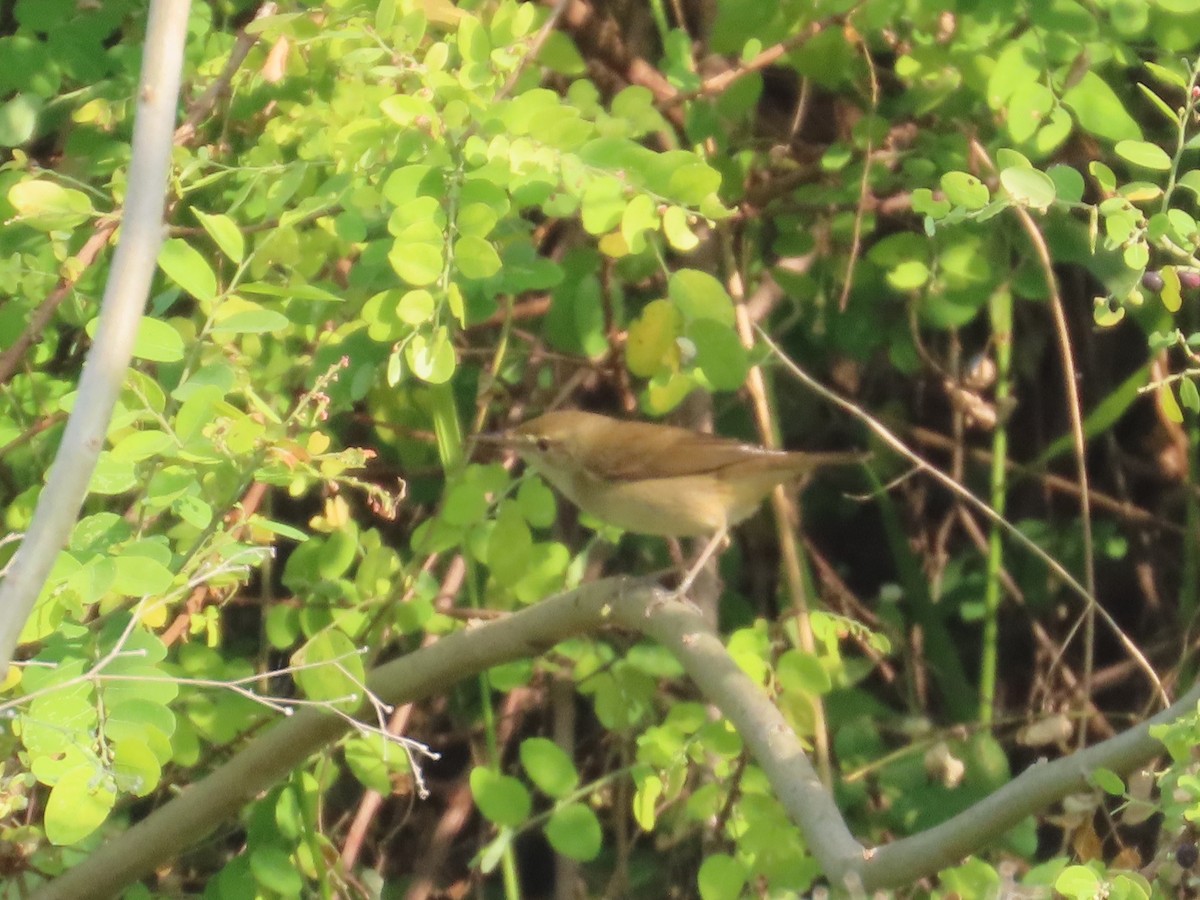 old world warbler sp. - ML646043525
