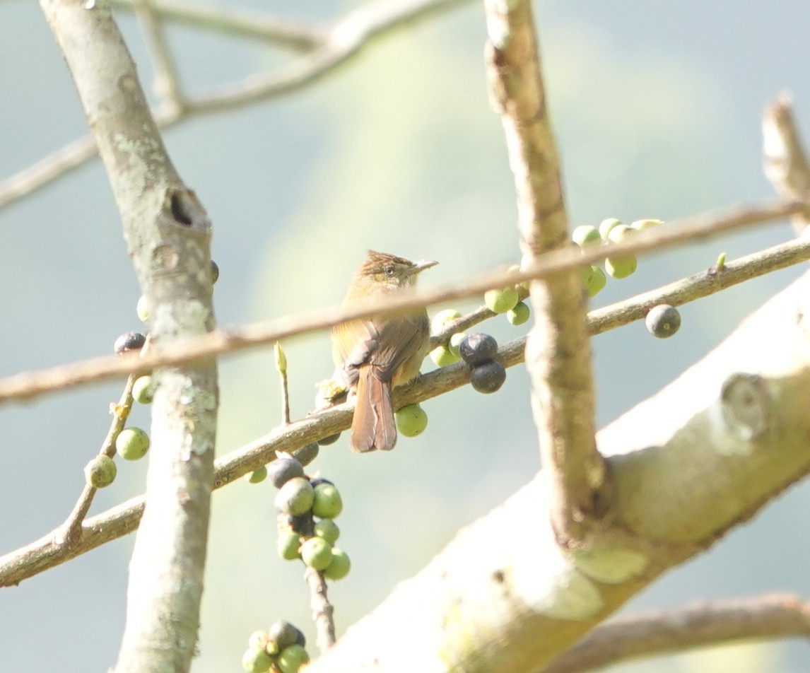 Gray-eyed Bulbul (Gray-eyed) - ML646043526