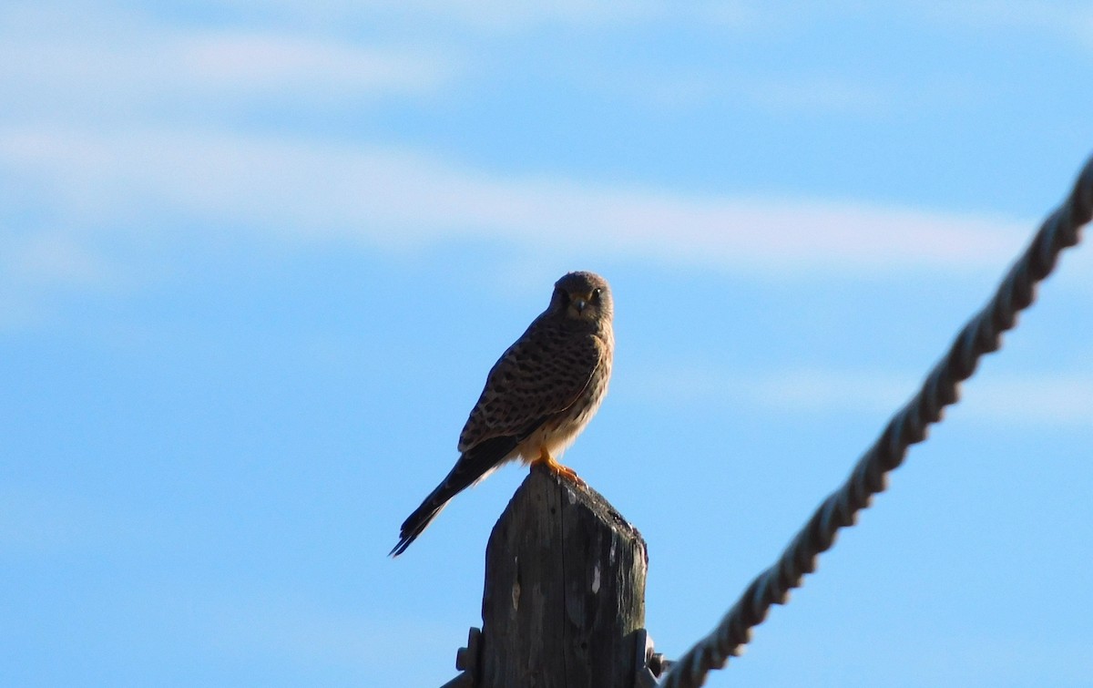 Eurasian Kestrel - ML646043527