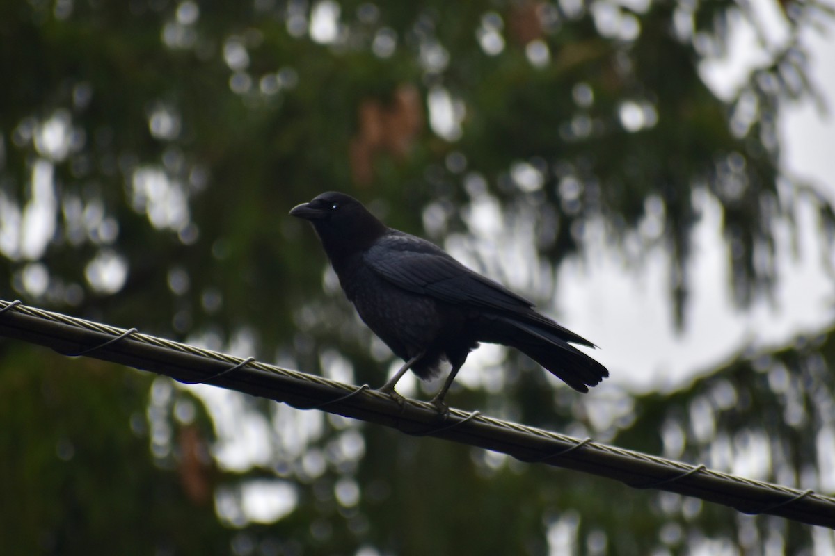 American Crow - ML646043528