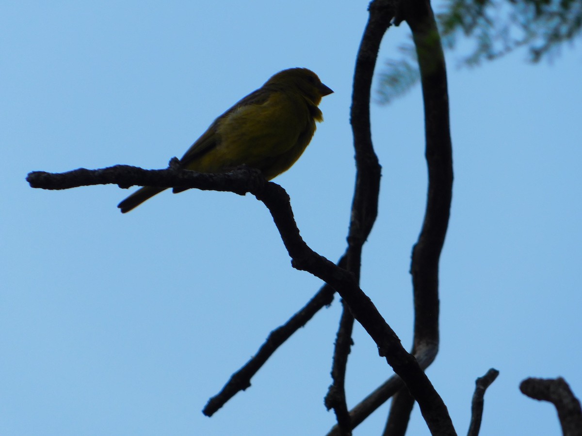 Saffron Finch - ML646043530