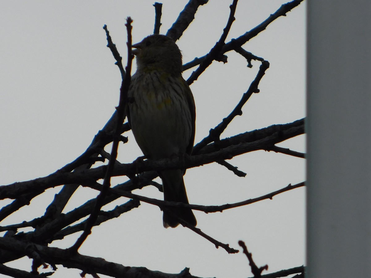 Saffron Finch - ML646043531