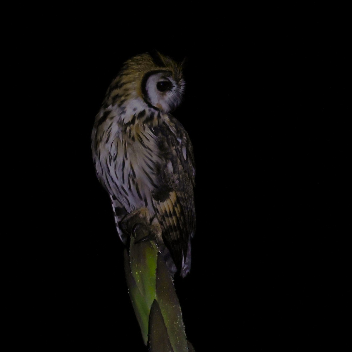 Striped Owl - ML646043535