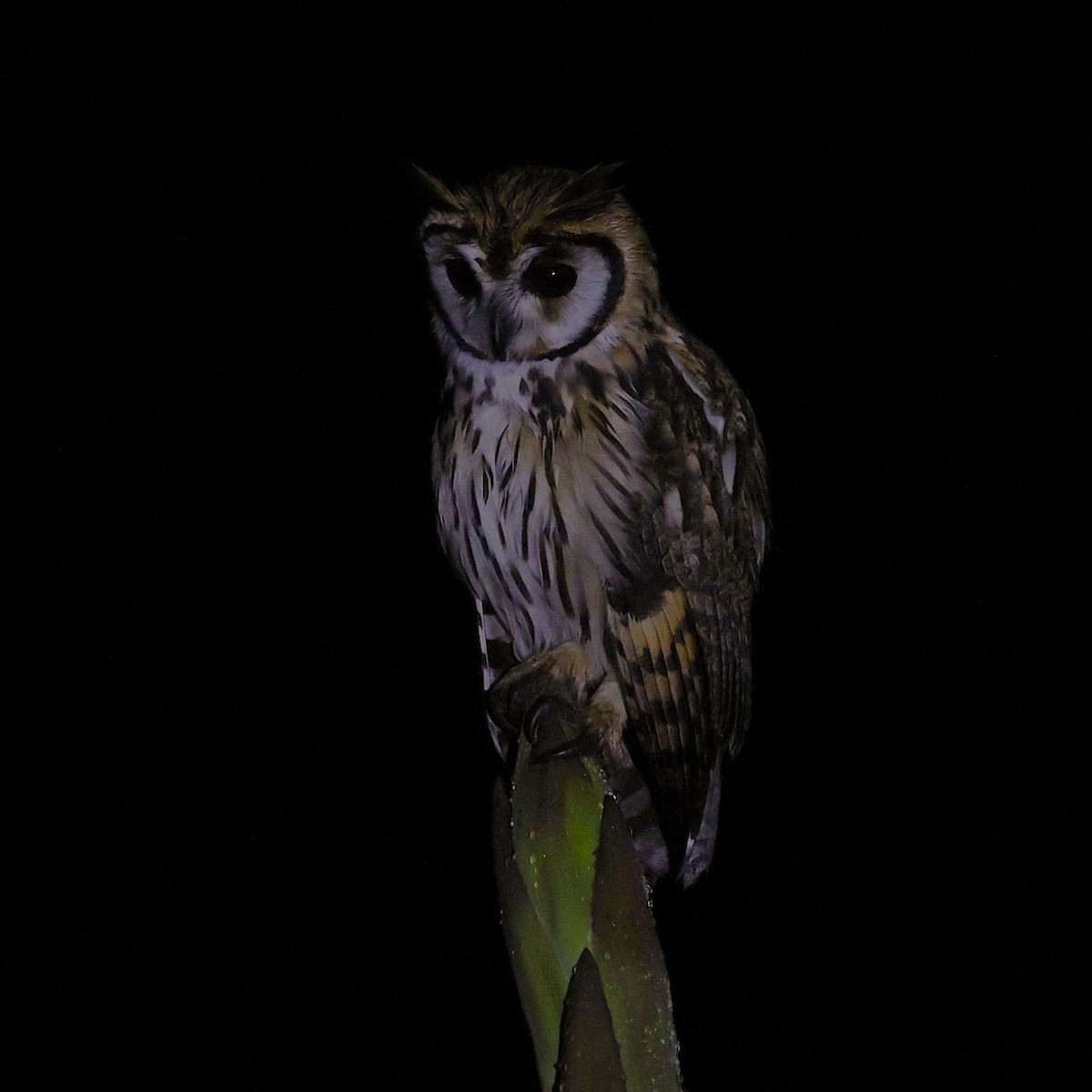 Striped Owl - ML646043536