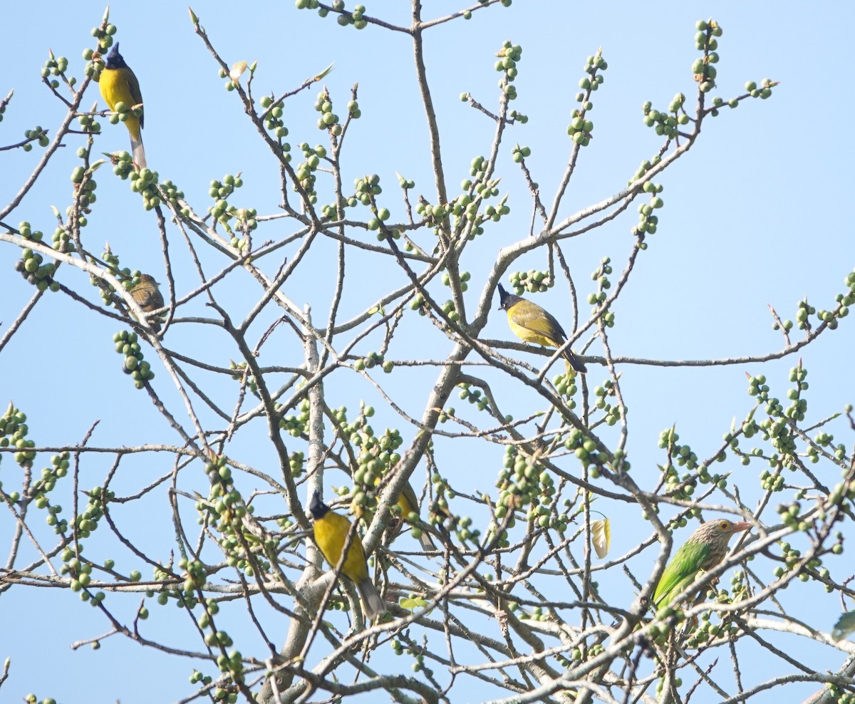 Lineated Barbet - ML646043537