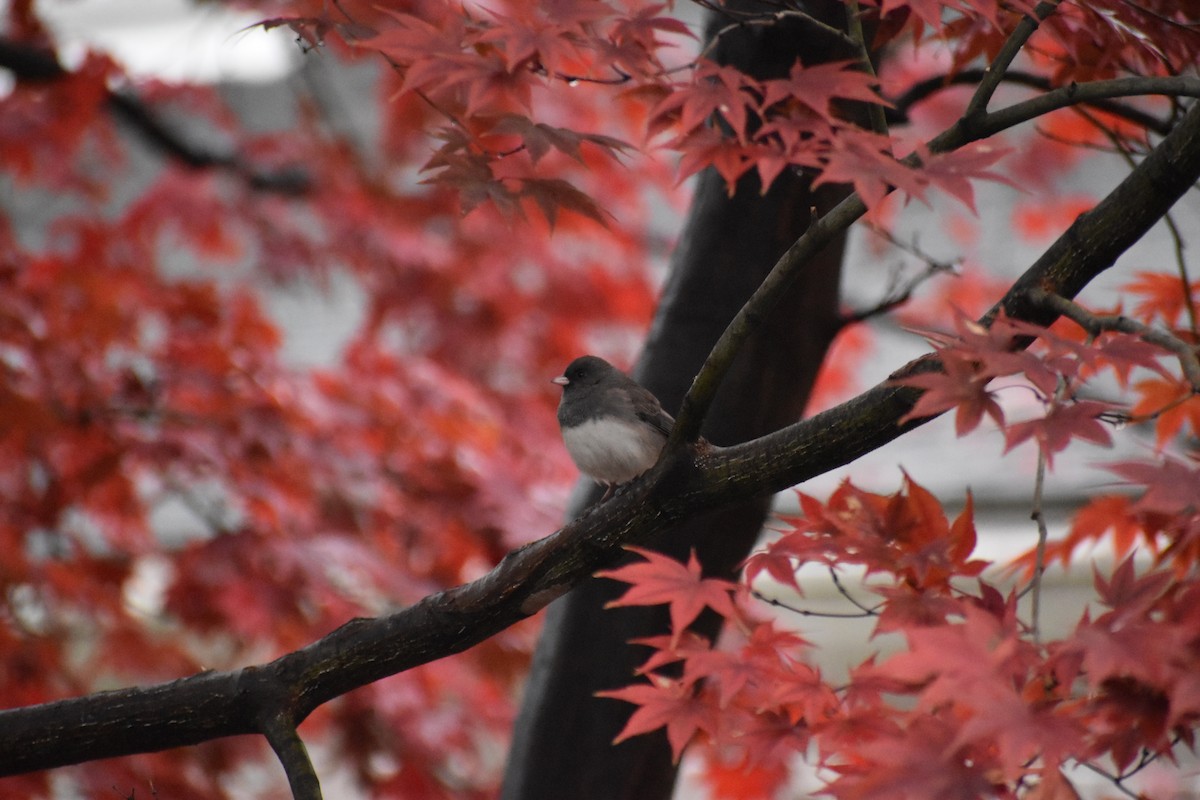 Dark-eyed Junco - ML646043540