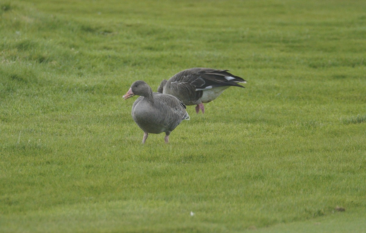 Graylag Goose - ML646043541