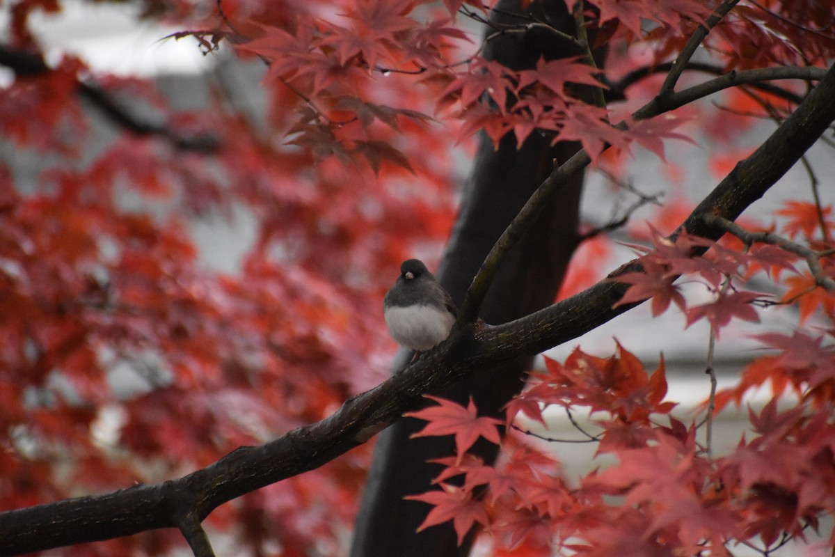Dark-eyed Junco - ML646043542