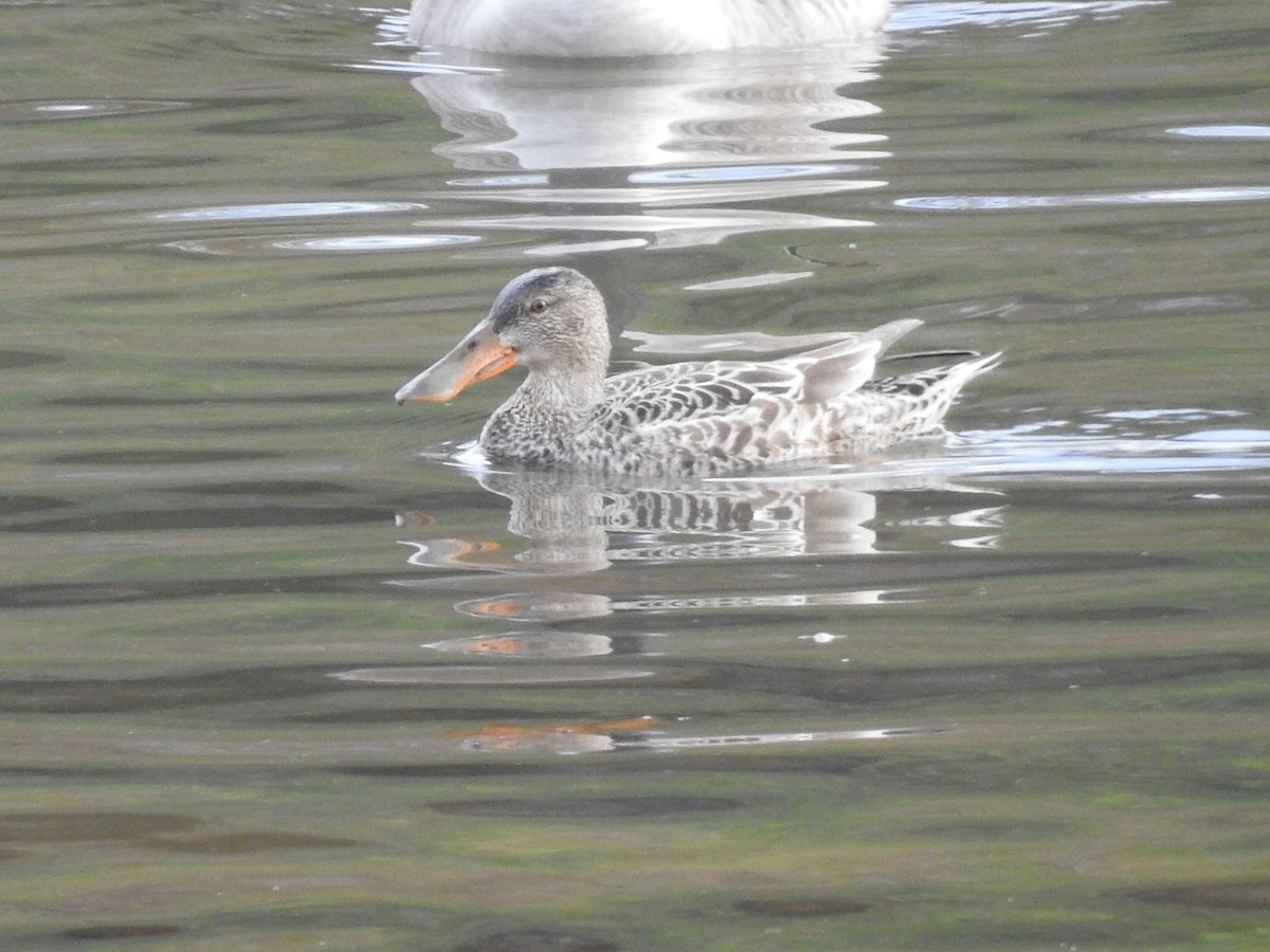 Northern Shoveler - ML646043546
