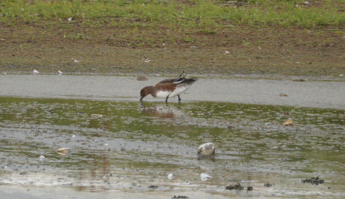 Eurasian Wigeon - ML646043547