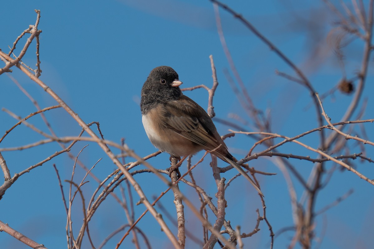 Dark-eyed Junco - ML646043556