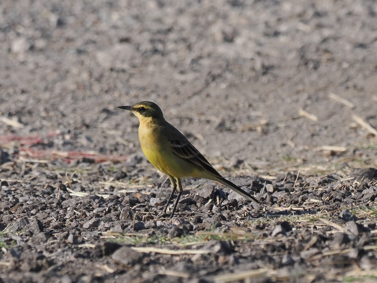 konipas východní (ssp. taivana) - ML646043564
