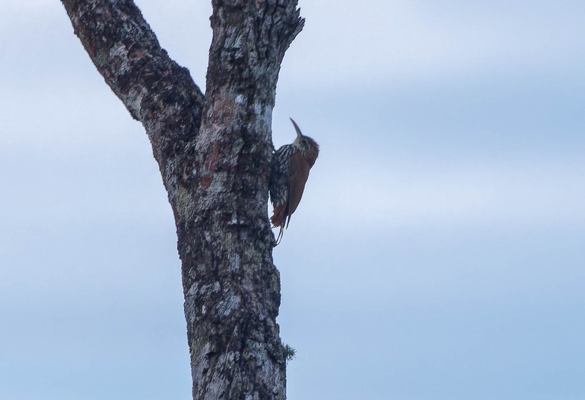 Scaled Woodcreeper - ML646043565